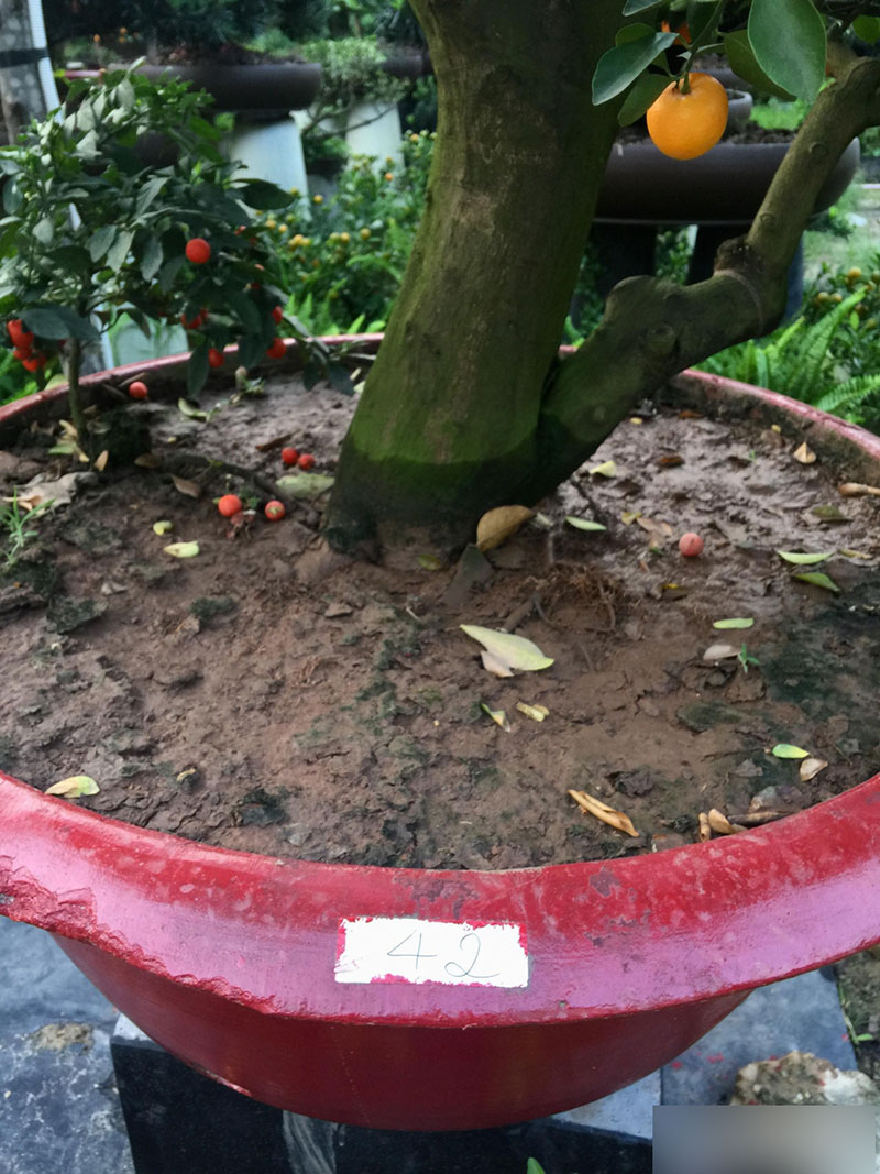 Một cây vàng không mua nổi cây quất trưng Tết tại vỉa hè Sài Gòn